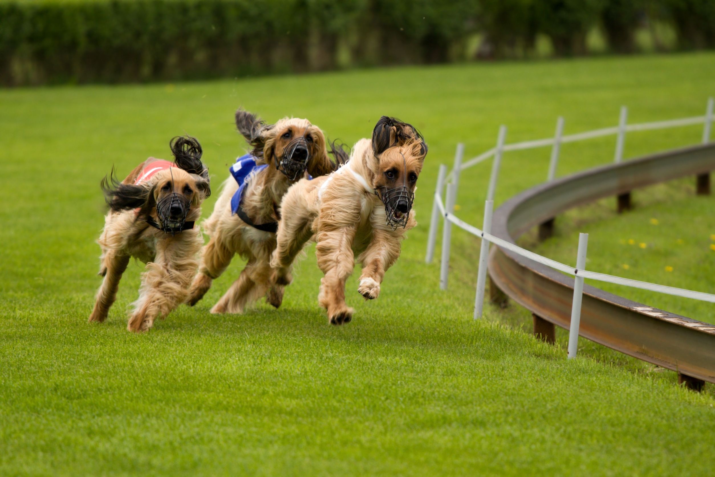 Could Our Ft Lauderdale Dog Daycare Help Your Dog Lose Weight