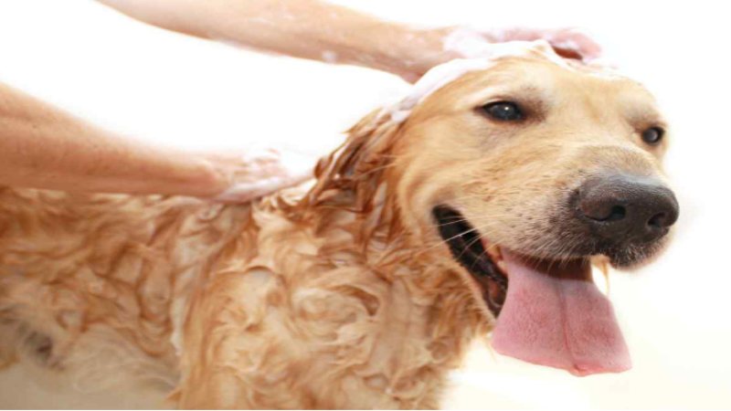 Discover the Charm of Socializing at an Off Leash Dog Bar