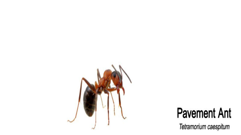 Professional Ant Removal in St. Paul Can Rid The Home Of These Pesky Insects