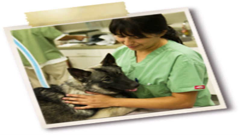 What to Look for when Choosing a Pet Hospital