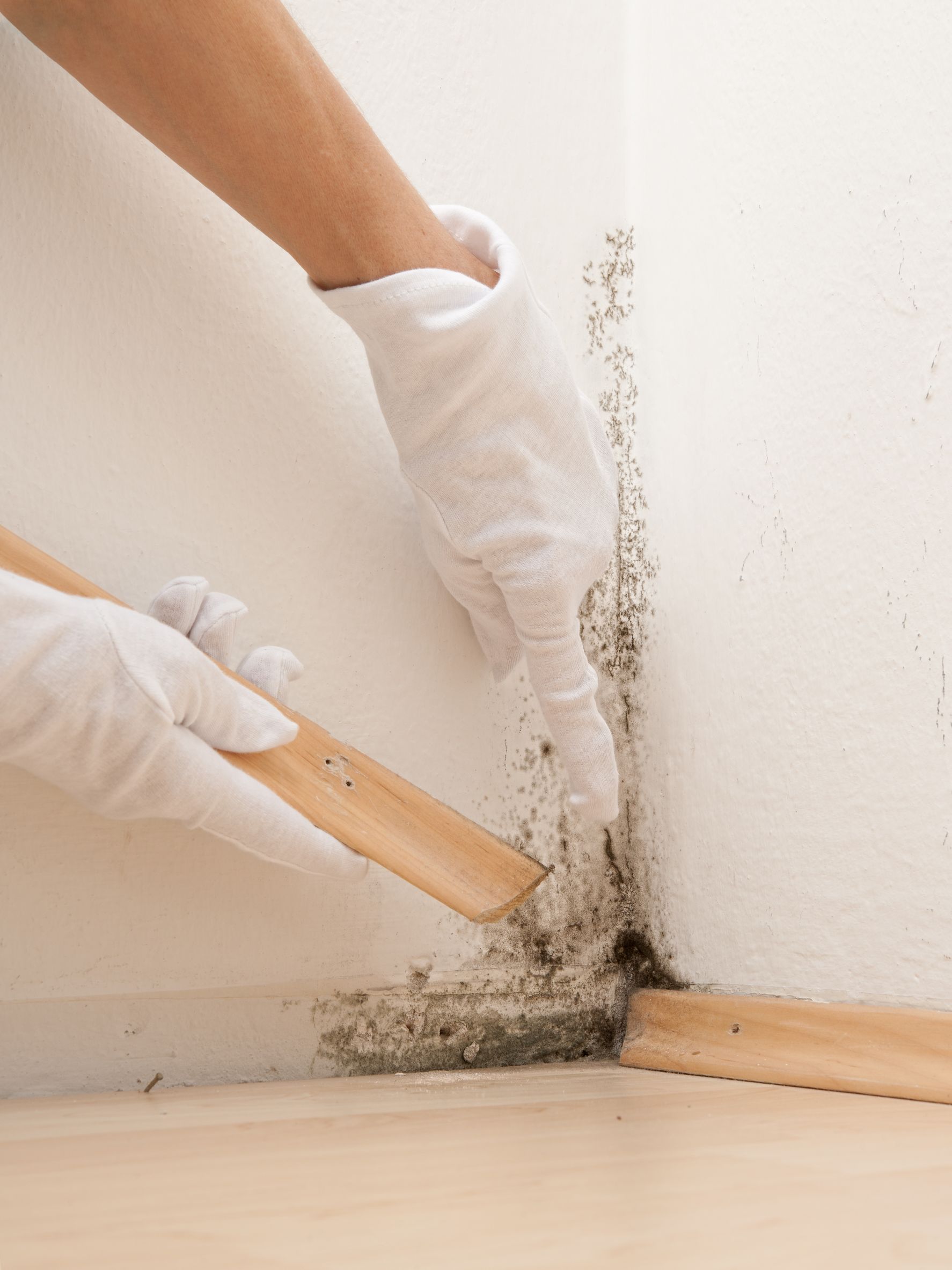 Why Would You Consider Mold Testing In Alexandria VA And Where Would You Test?