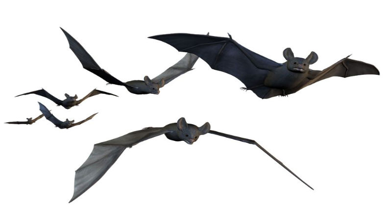 Contact a Professional for Bat Removal in Columbus, OH