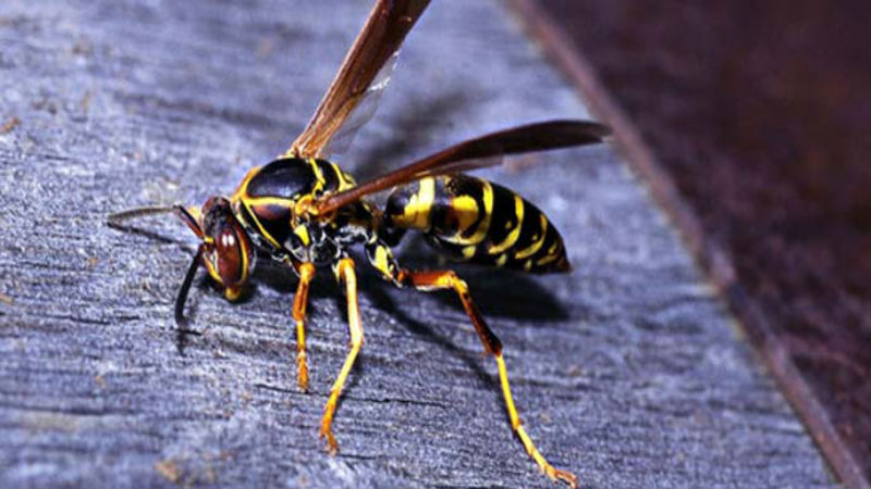 Eliminate All Bugs With Local Pest Control