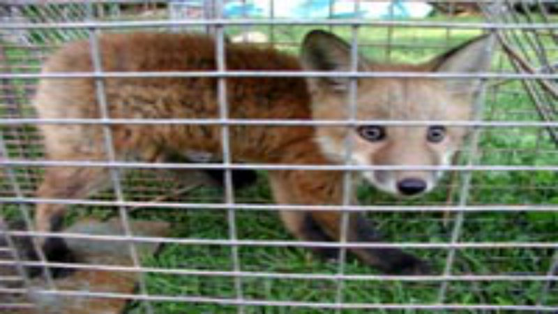 The Importance of Expert Wild Animal Control in Columbus, OH