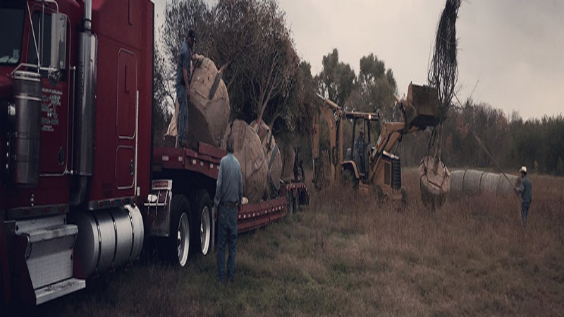 Contact Someone Who Specializes in Tree Sales in Dallas