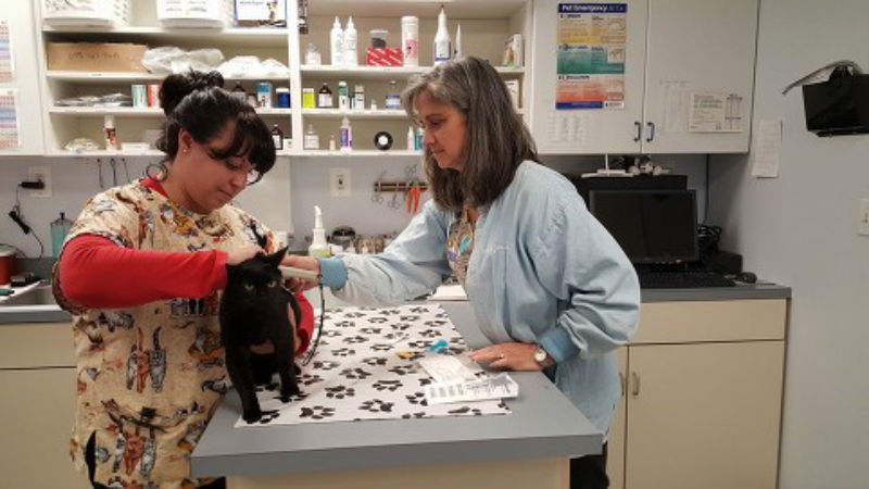 Why an Animal Clinic Is the Ideal Source for Pet Vaccinations in Phoenix, MD