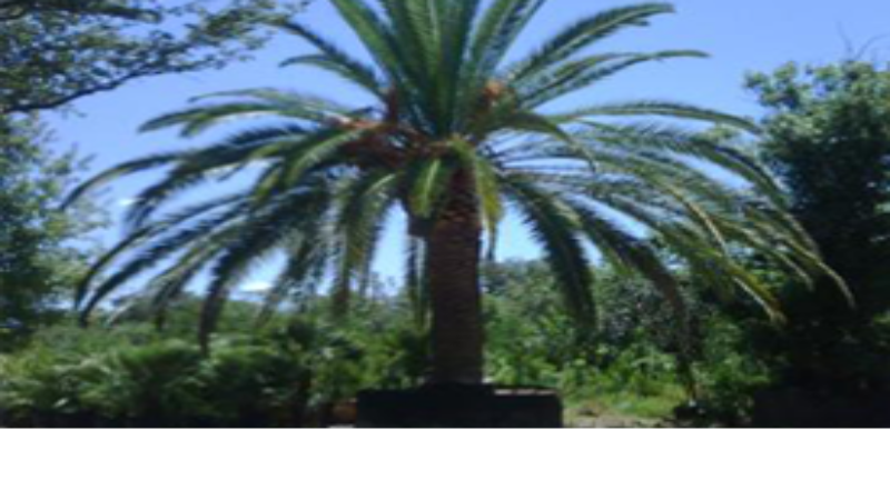 Tree Sales in Dallas To Beutify Any Property