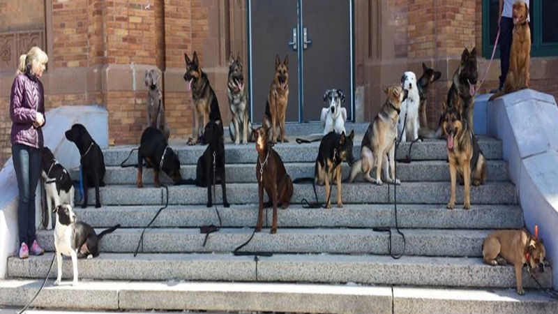 Why Hire a Professional for Dog Training in Chicago?