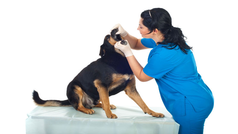 Take Care of Your Pet’s Teeth at a Pet Dental Clinic