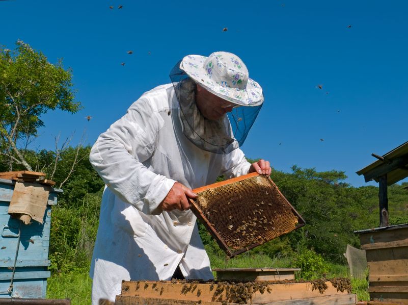 Important Information on Honey Bee Swarm in Dublin OH
