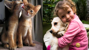 Your Animal Hospital, Your Senior Dog And Behavioral Changes