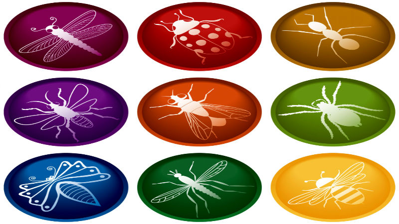 Using Insect Control Services Wellington Florida