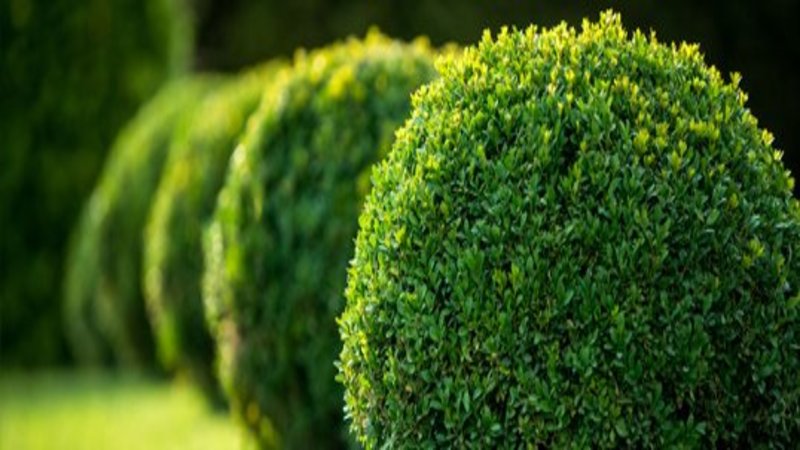 Why Investing in Commercial Landscaping in Annapolis, MD is a Great Idea for a Business Owner