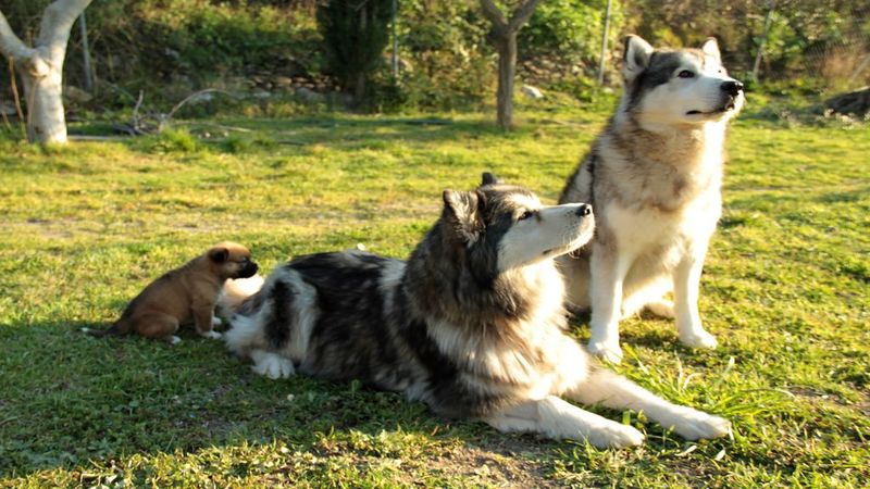 Why More Dog Owners Use An Outdoor Dog Kennel In Omaha NE