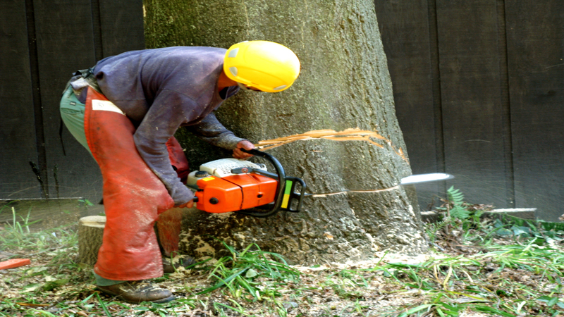 WHY HIRING PROFESSIONALS TO PERFORM TREE BRANCH REMOVAL IN TAUNTON, MA IS WISE