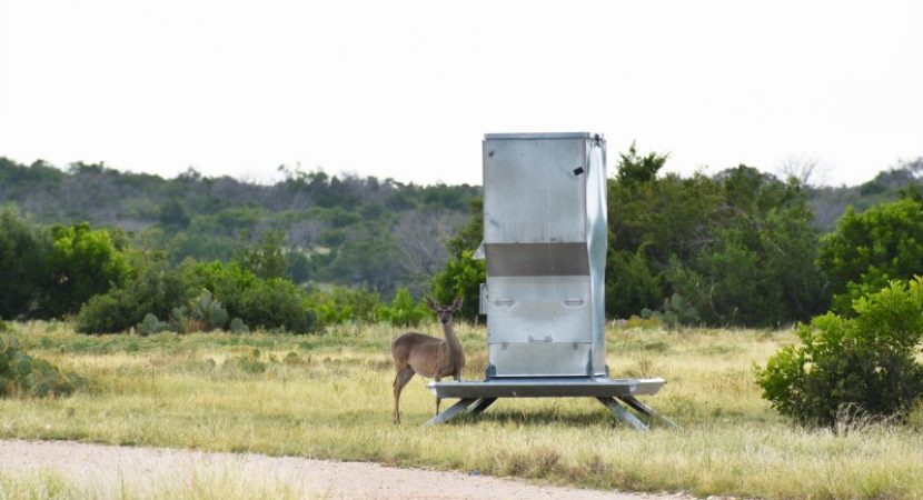 Reasons to Consider Quality Hunting and Ranching Services in New Braunfels, TX