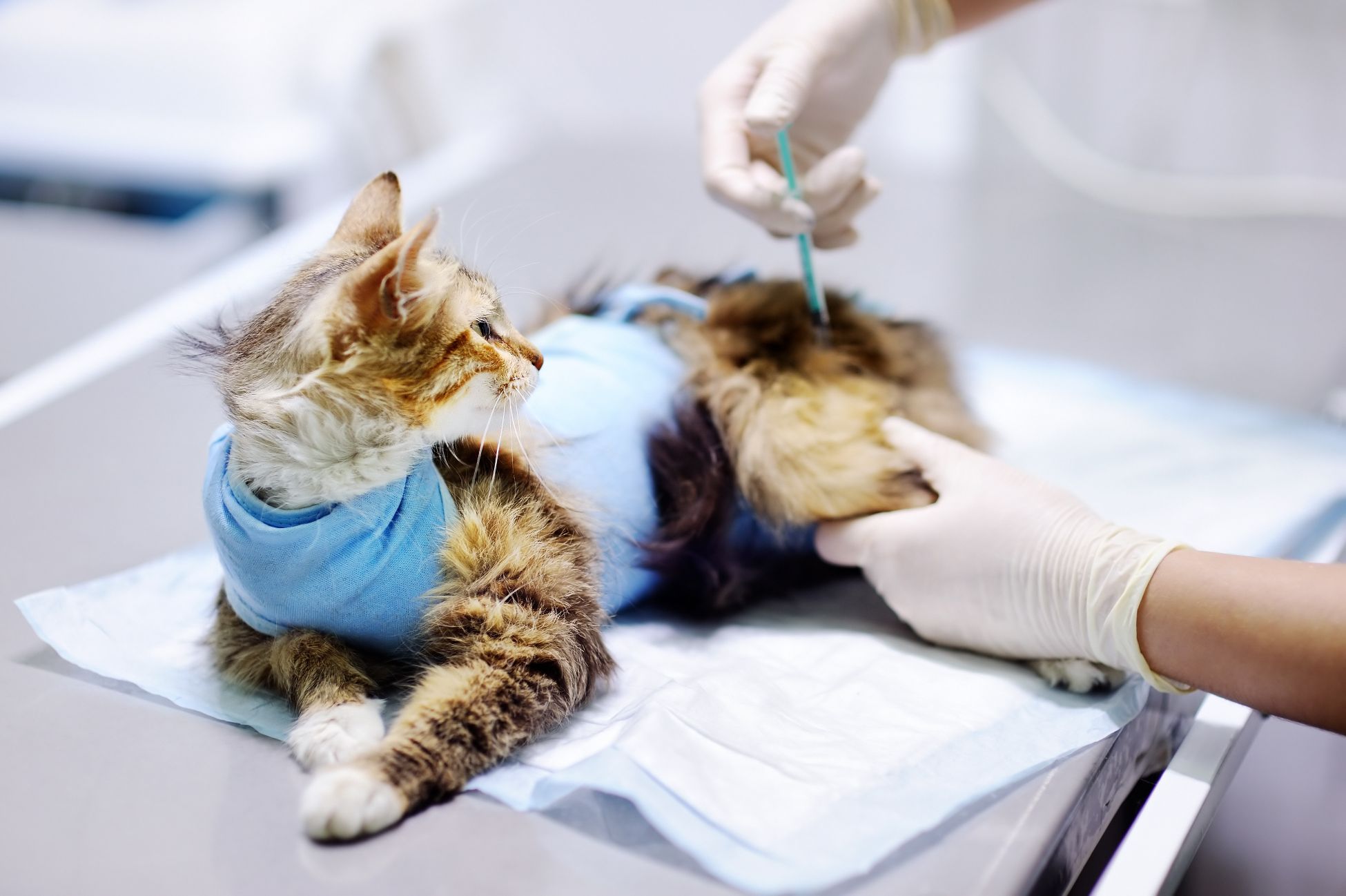 3 Tips for Finding a Great Pet Hospital in Riverside CA