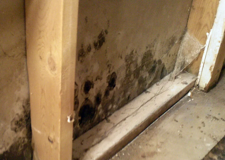 When You Need Mold Remediation in Aurora, CO