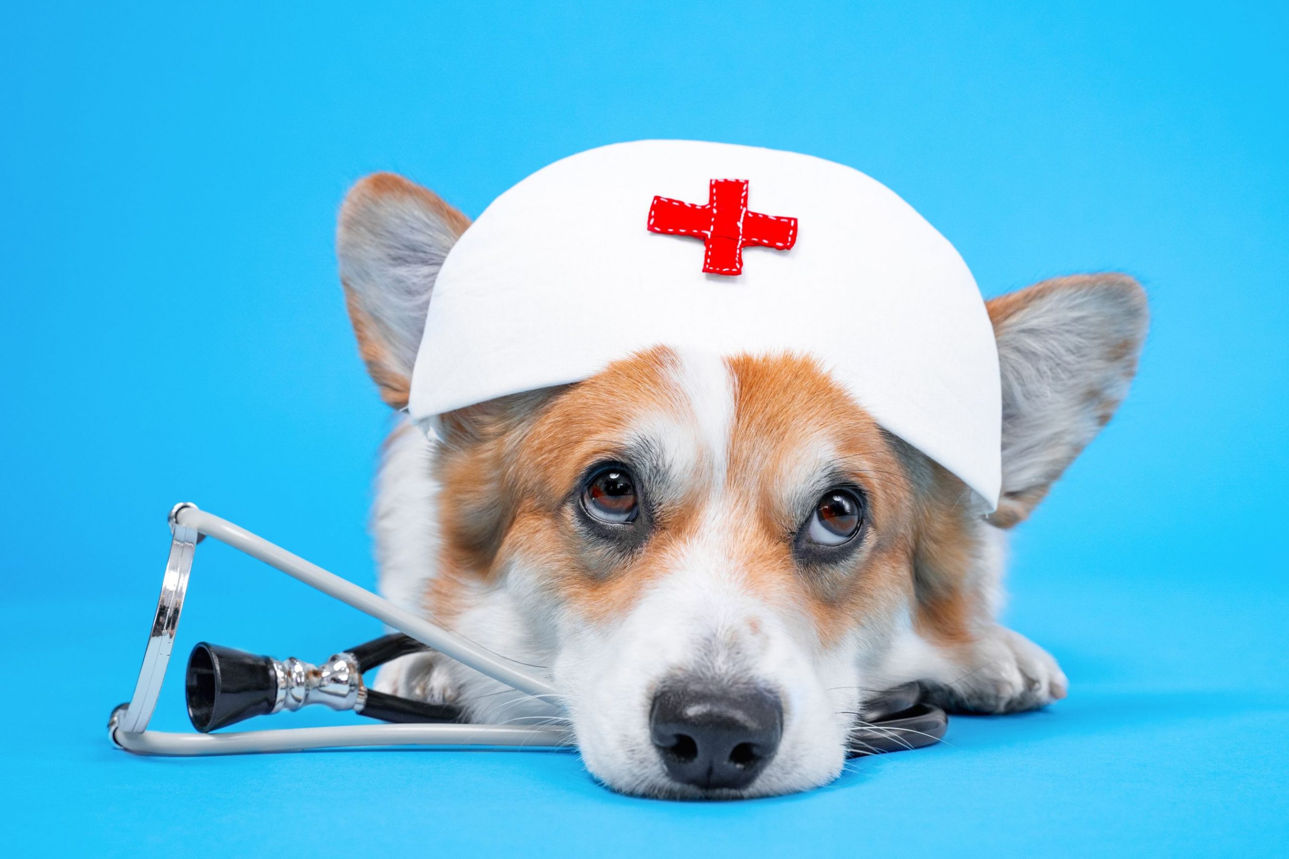 Services Offered By Your Local Animal Hospital In San Marcos CA