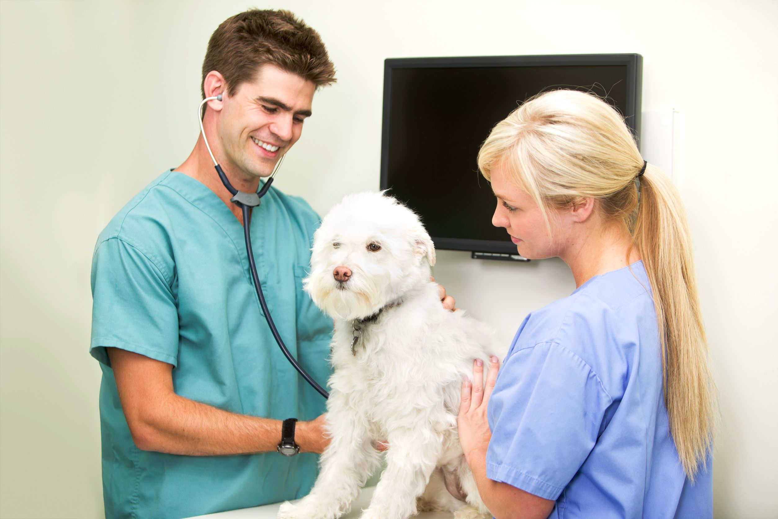 How Veterinary Hospitals in Los Angeles Should Care for Pets