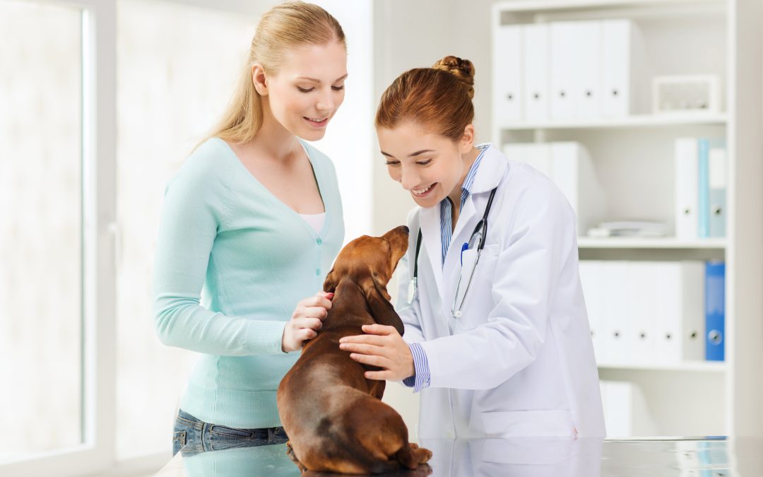 Expert Care For Your Pet’s Neurological Needs: Veterinary Neurosurgeons in Syracuse, NY