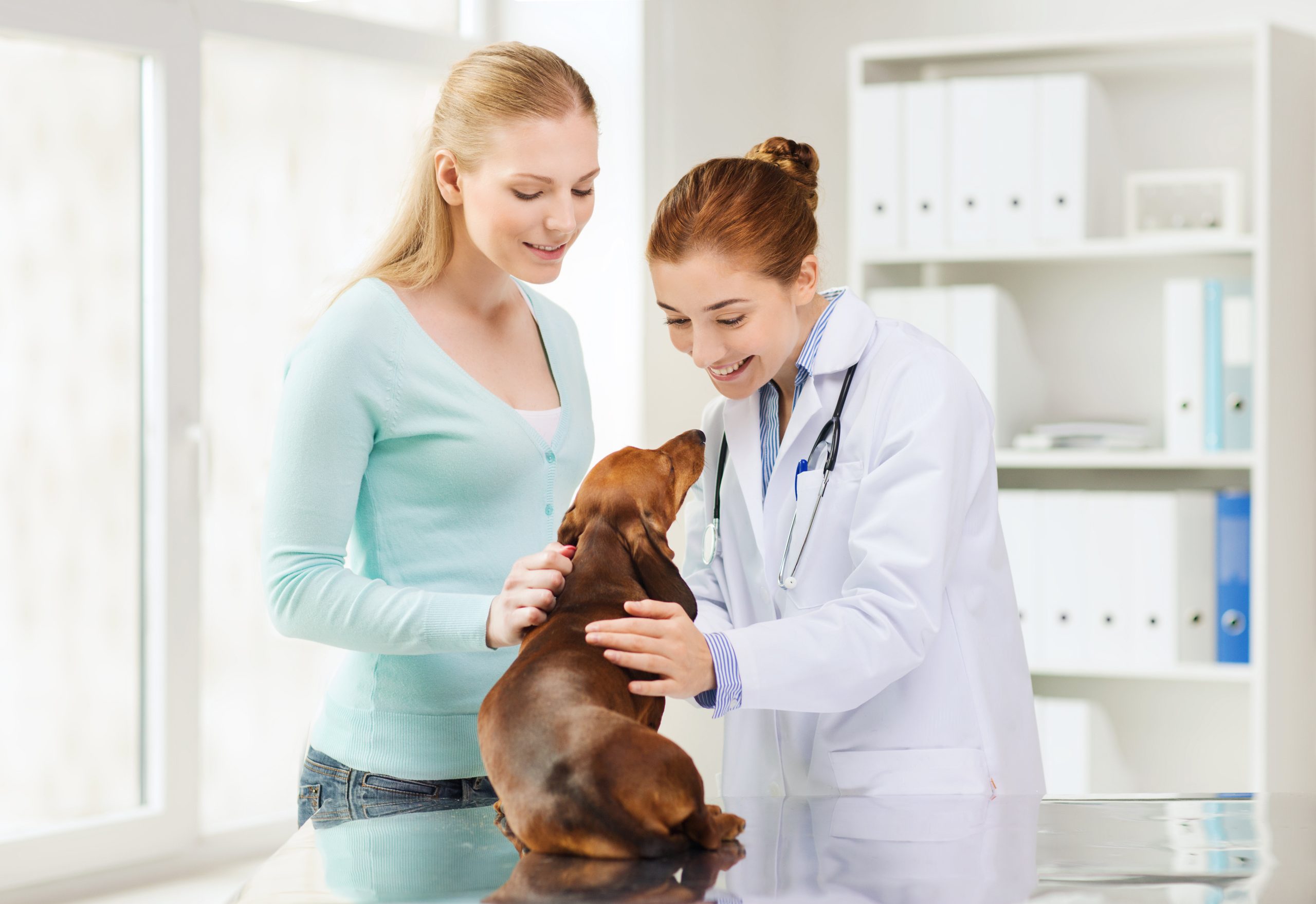 Expert Care For Your Pet’s Neurological Needs: Veterinary Neurosurgeons in Syracuse, NY