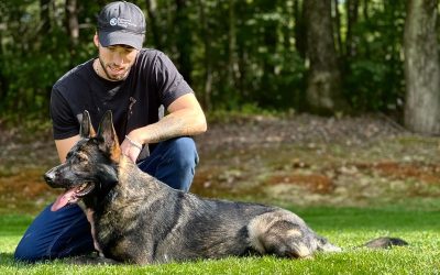 How a Certified Guard Dog Enhances Home Security and Peace of Mind