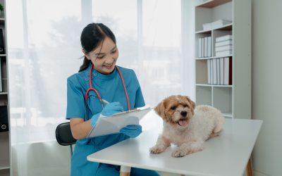 Best Care Options at Dog Hospital Monmouth County NJ for Your Pet