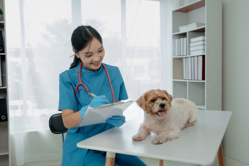 Choosing Veterinary Services in Troy OH That Prioritize Your Pet’s Well-being and Comfort