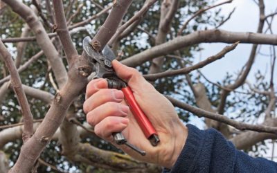 Proven Methods for Ensuring Robust and Flourishing Trees with Premier Tree Maintenance Services in Orange Park, FL