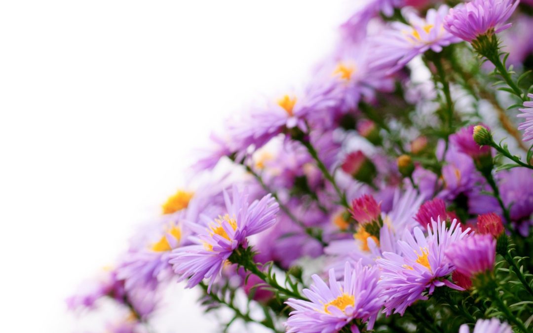 Expert Tips for Maintaining Healthy Succulents Campbell, CA Residents Can Trust