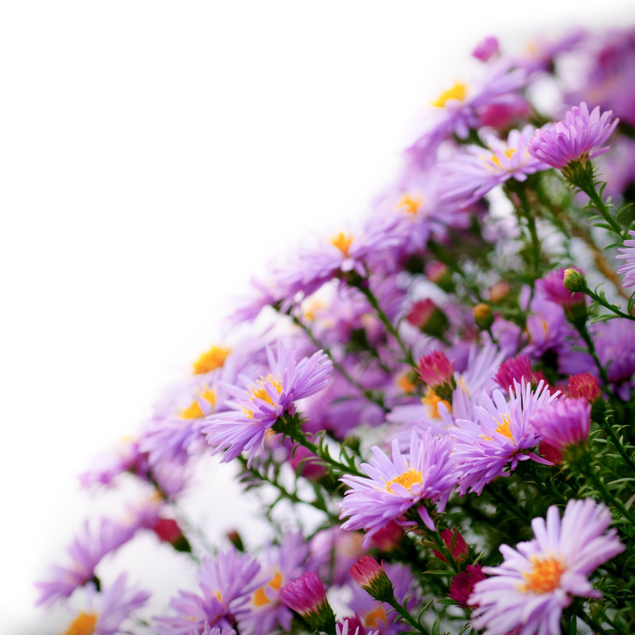 Expert Tips for Maintaining Healthy Succulents Campbell, CA Residents Can Trust