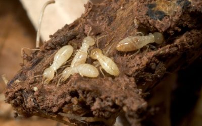 LongTerm Home Preservation Starts With Professional Termite Control In NJ