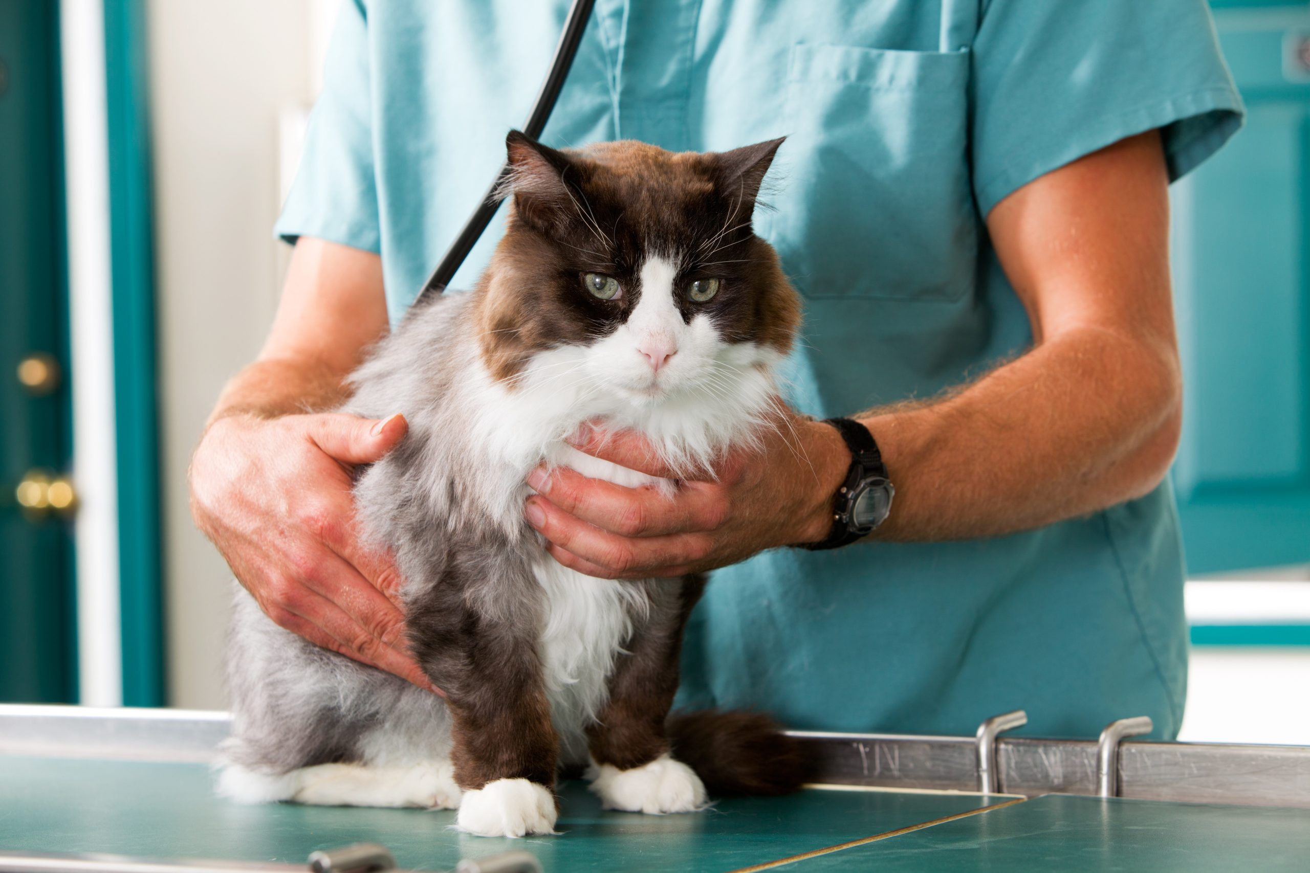 Enhance Your Pet’s Health and Happiness with Pets Grooming in Vandalia OH