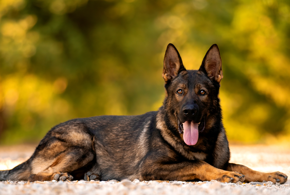 Why Fully Trained Family Dogs For Sale Make the Perfect Addition to American Households