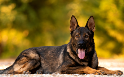 Why Fully Trained Family Dogs For Sale Make the Perfect Addition to American Households