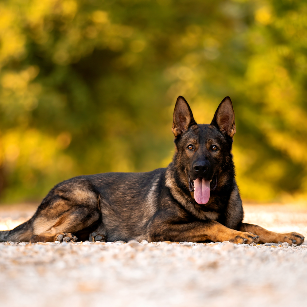 Why Fully Trained Family Dogs For Sale Make the Perfect Addition to American Households