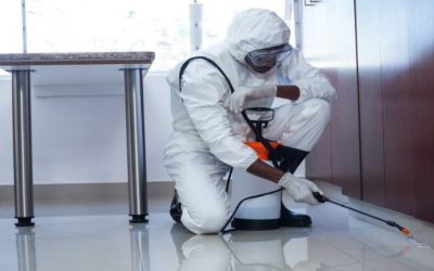 Benefits of Choosing Pest Control Newcastle for Safe Family Living Environments