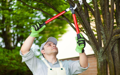 Why Homeowners Trust Tree Trimming Atlanta, GA for Safer and Healthier Yards