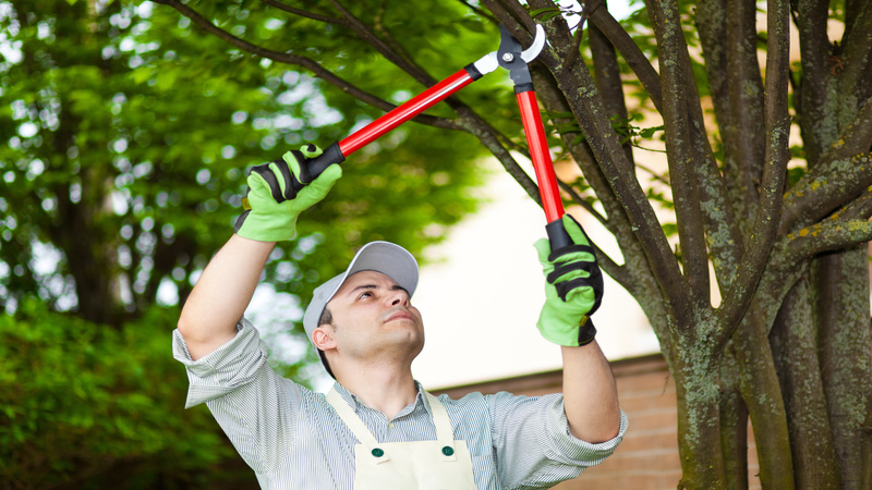 Why Homeowners Trust Tree Trimming Atlanta, GA for Safer and Healthier Yards