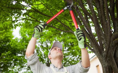 How to Improve Curb Appeal With Expert Tree Trimming Essex County NJ Residents Trust