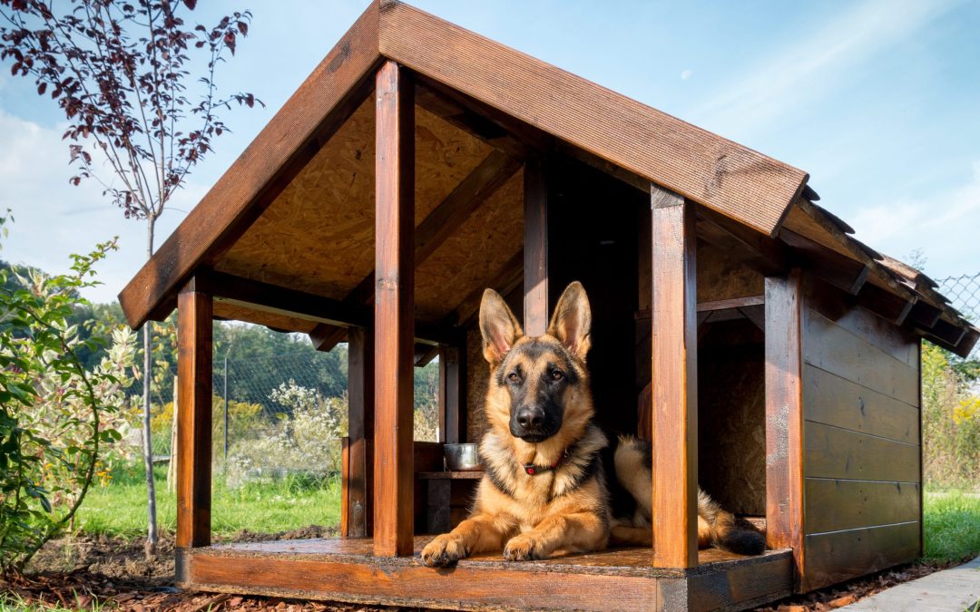 Why a Belgian Malinois Protection Dog Is the Ultimate Family Guardian in America