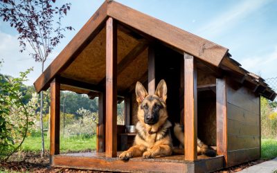 Why a Belgian Malinois Protection Dog Is the Ultimate Family Guardian in America