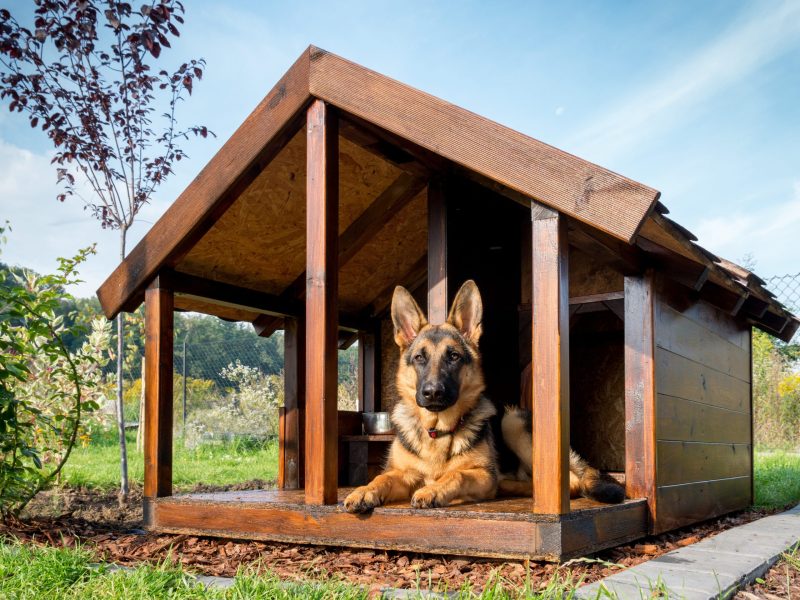 Why a Belgian Malinois Protection Dog Is the Ultimate Family Guardian in America
