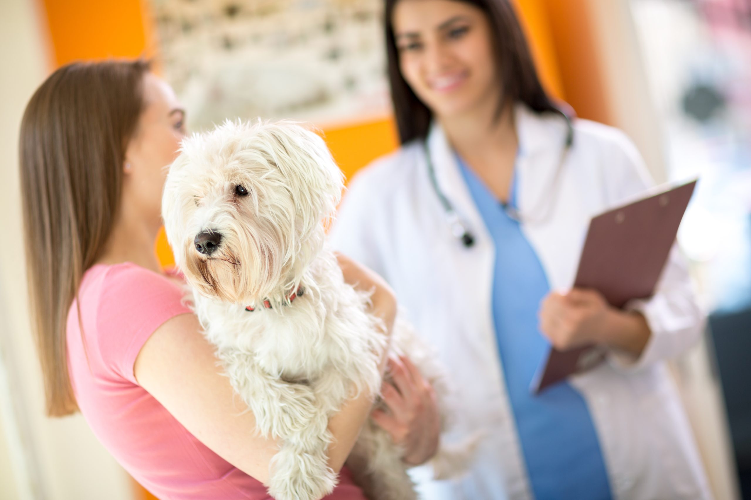 What Every Pet Owner Should Know About Canine ACL Surgery Recovery at Home