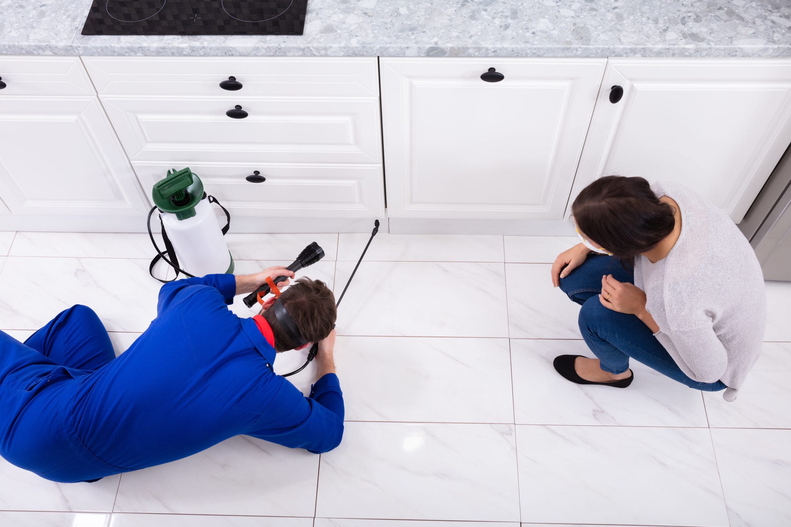 Protect Your Home With Expert Pest Control For Ants Plymouth County MA Residents Trust